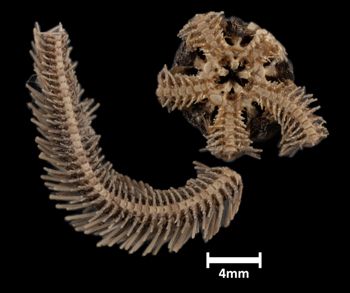 Media type: image;   Invertebrate Zoology OPH-3550 Description: Bottom of brittle star with mouth visible.;  Aspect: ventral